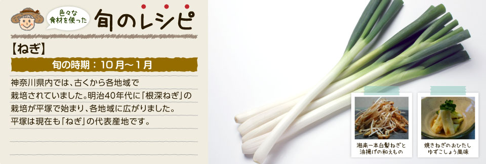 旬のレシピ(ねぎ)