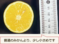 湘南ゴールドの断面 普通のみかんより、少しちいさめです