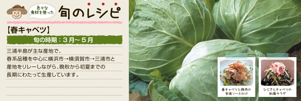 旬のレシピ(春キャベツ)