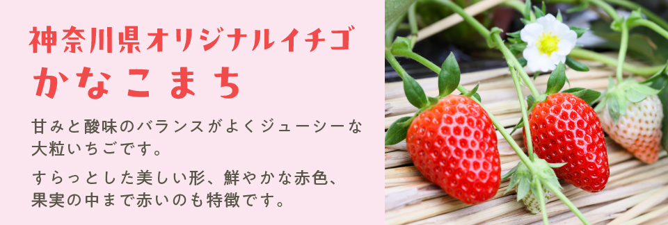 神奈川県オリジナルイチゴかなこまち